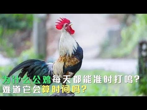 公雞啼叫|公雞